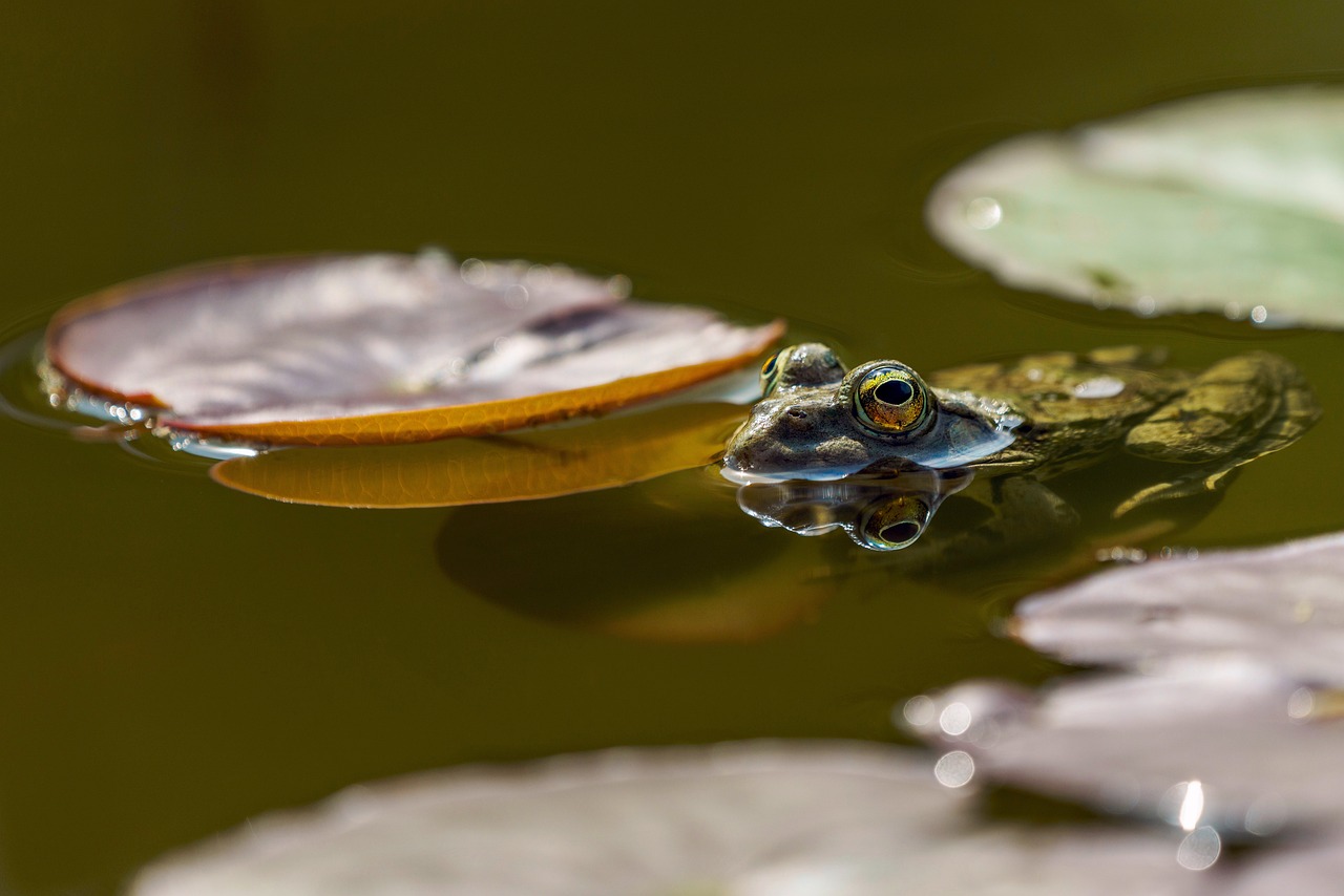 How to Install a Garden Pond in a Small Backyard